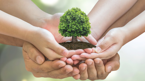 image of people holding hands to hold up a plant, metaphor for sustainability