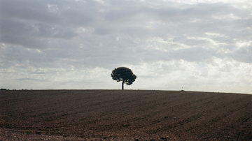 Ett ensamt träd i profil på en åker