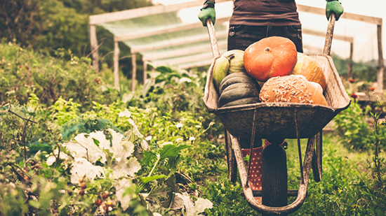 Une brouette avec des légumes frais dans un champ