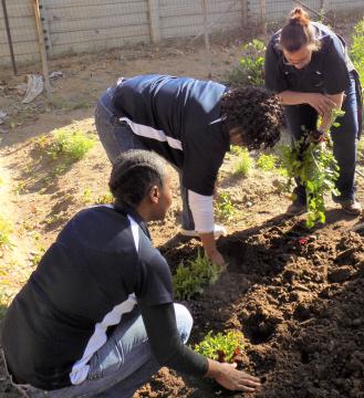 3 sodexo employees busy working in a vegetable garden